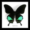 Framed butterfly Papilio karna Bits & Bugs
