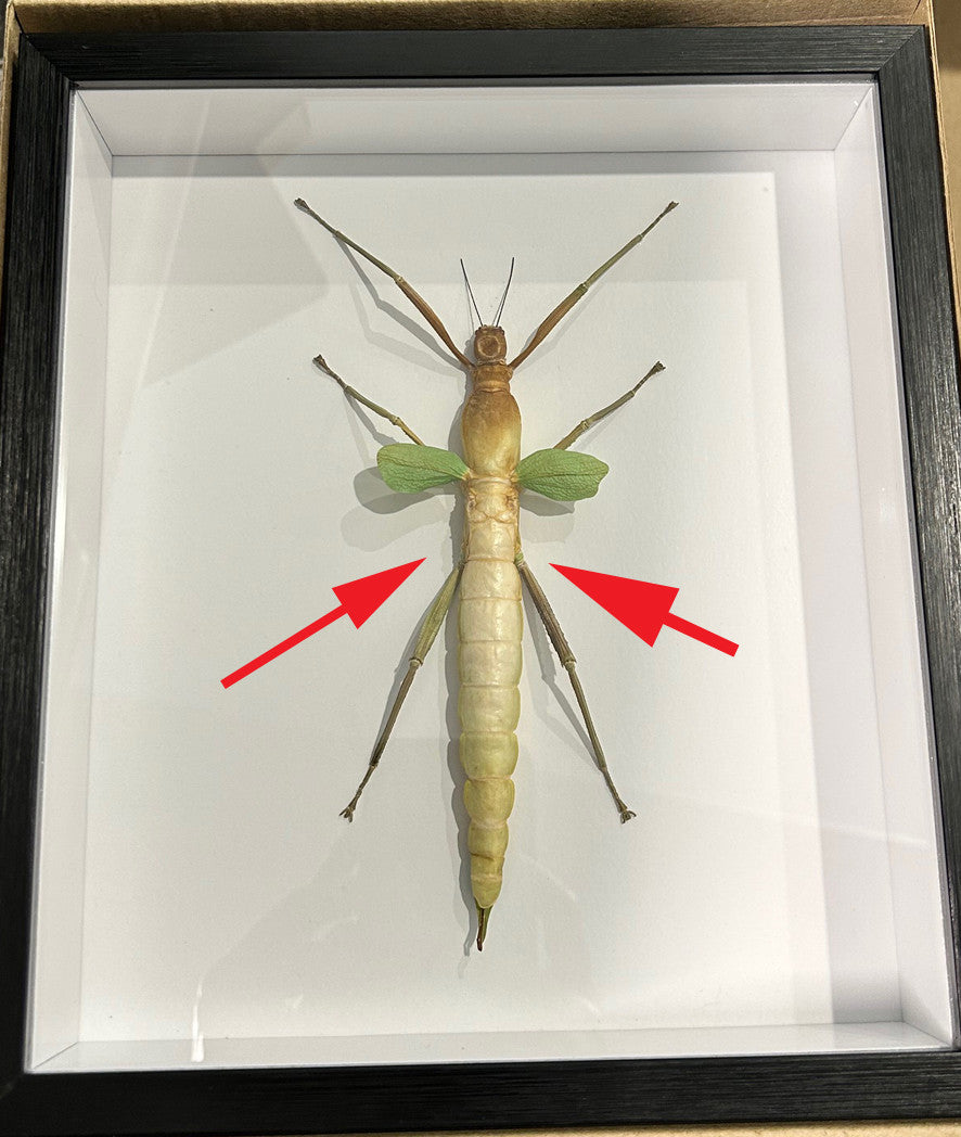 Platycrana viridana # H4 ( special )