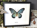 Papilio zalmoxis
