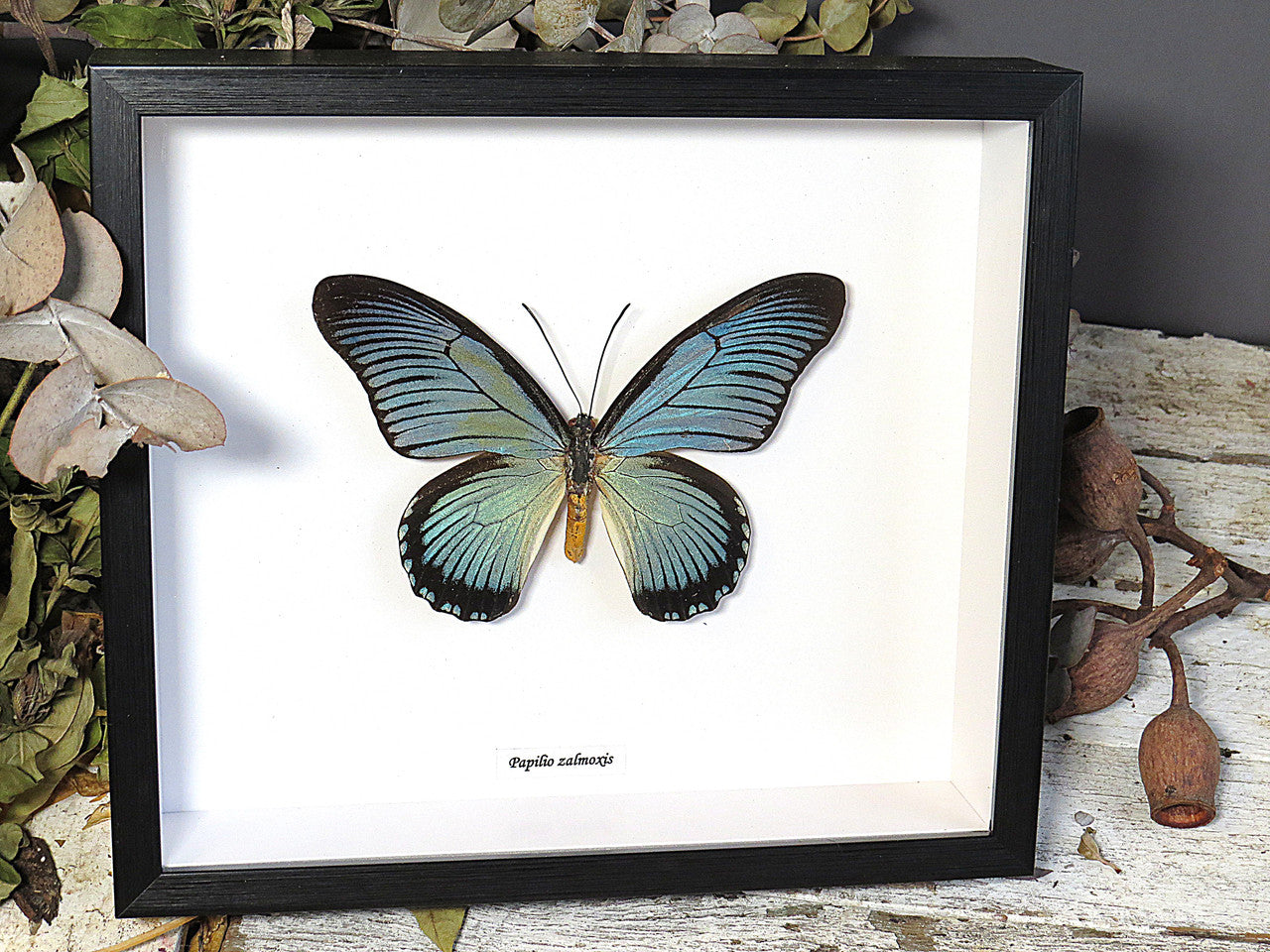Papilio zalmoxis