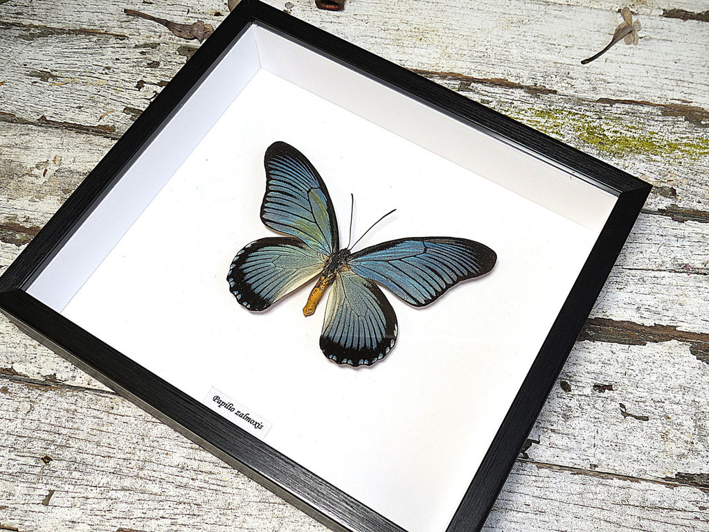 Papilio zalmoxis