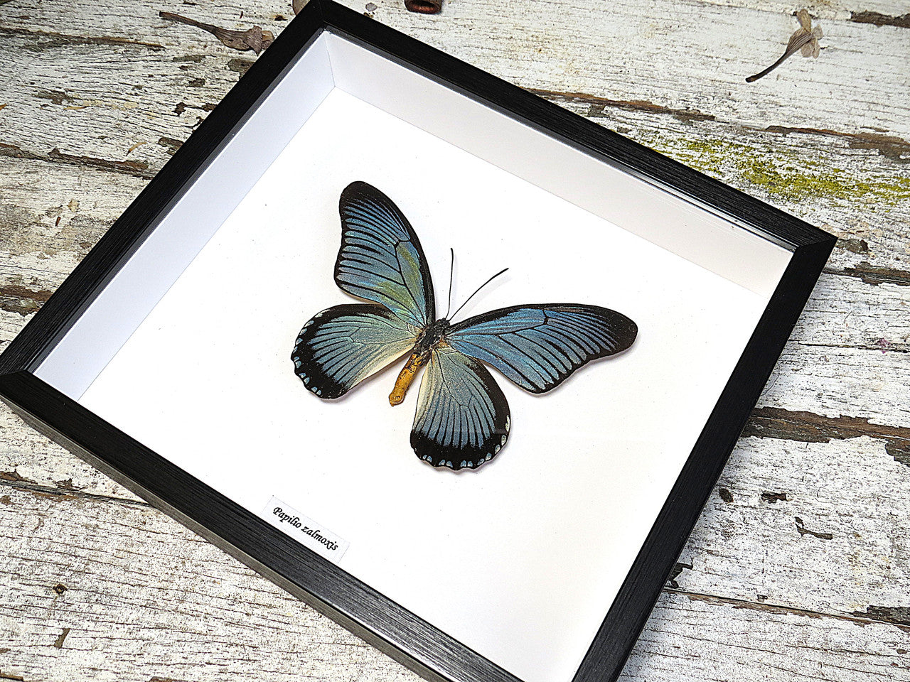 Papilio zalmoxis