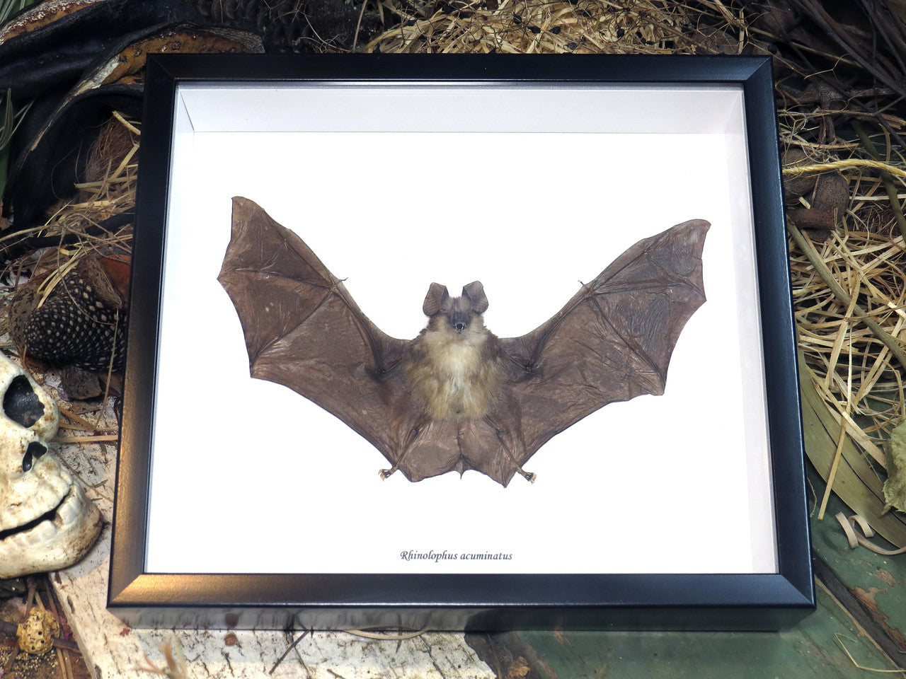 Rhinolophus acuminatus