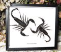 Scorpion double Xlarge