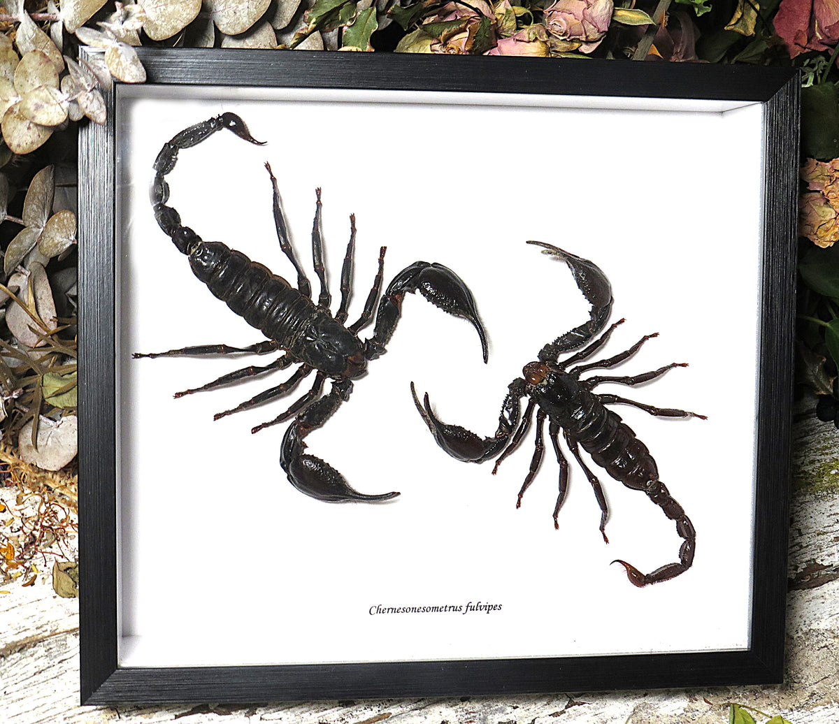 Scorpion double Xlarge
