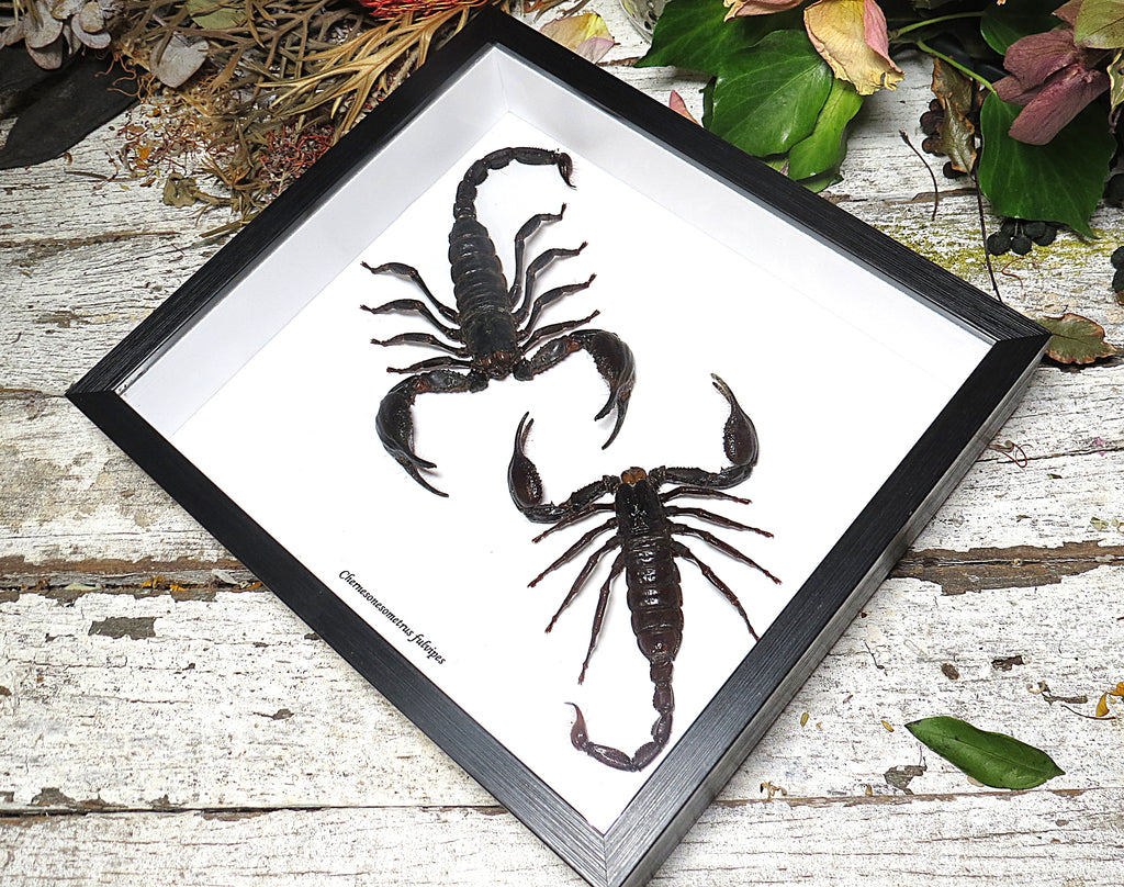 Scorpion double Xlarge