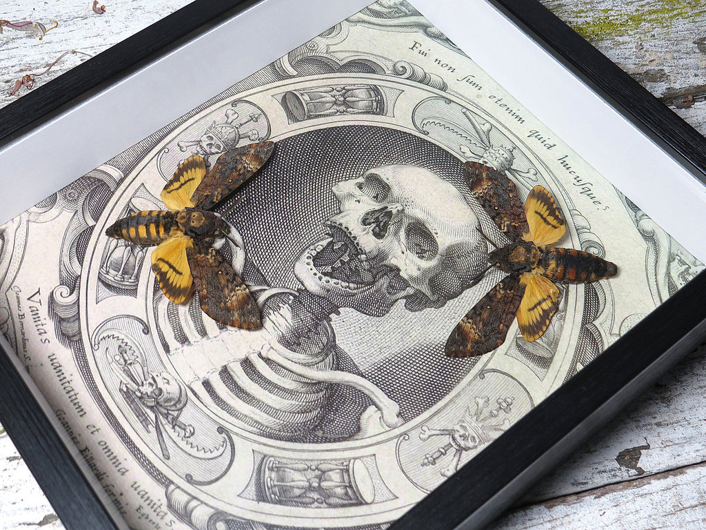Acherontia atropos aka Death's-head double