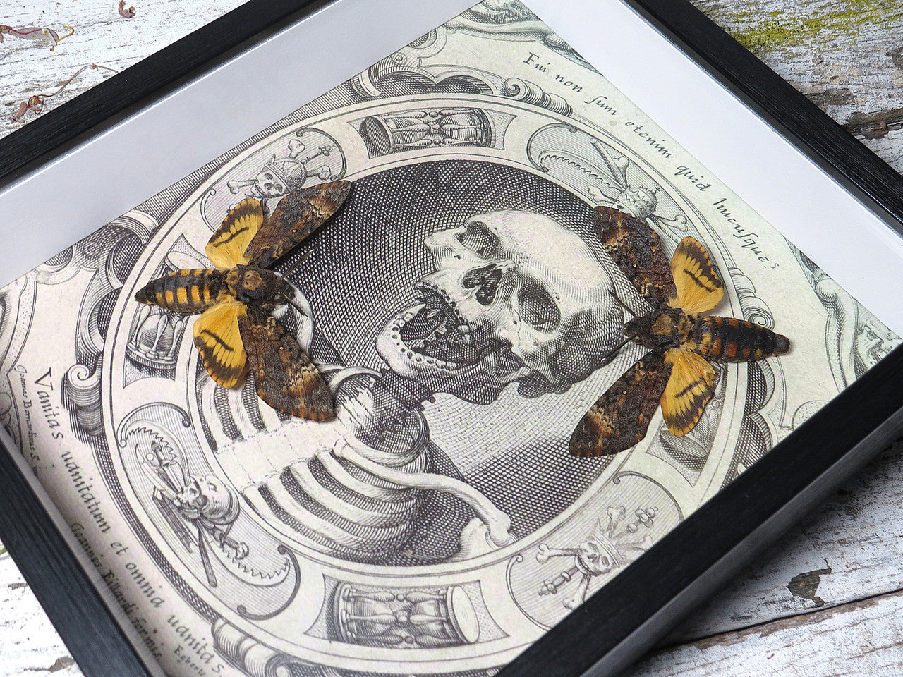 Acherontia atropos aka Death's-head double