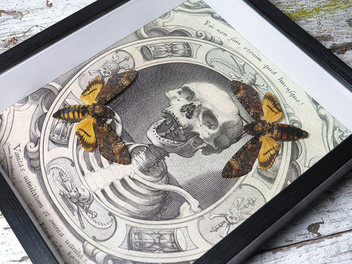 Acherontia atropos aka Death's-head double