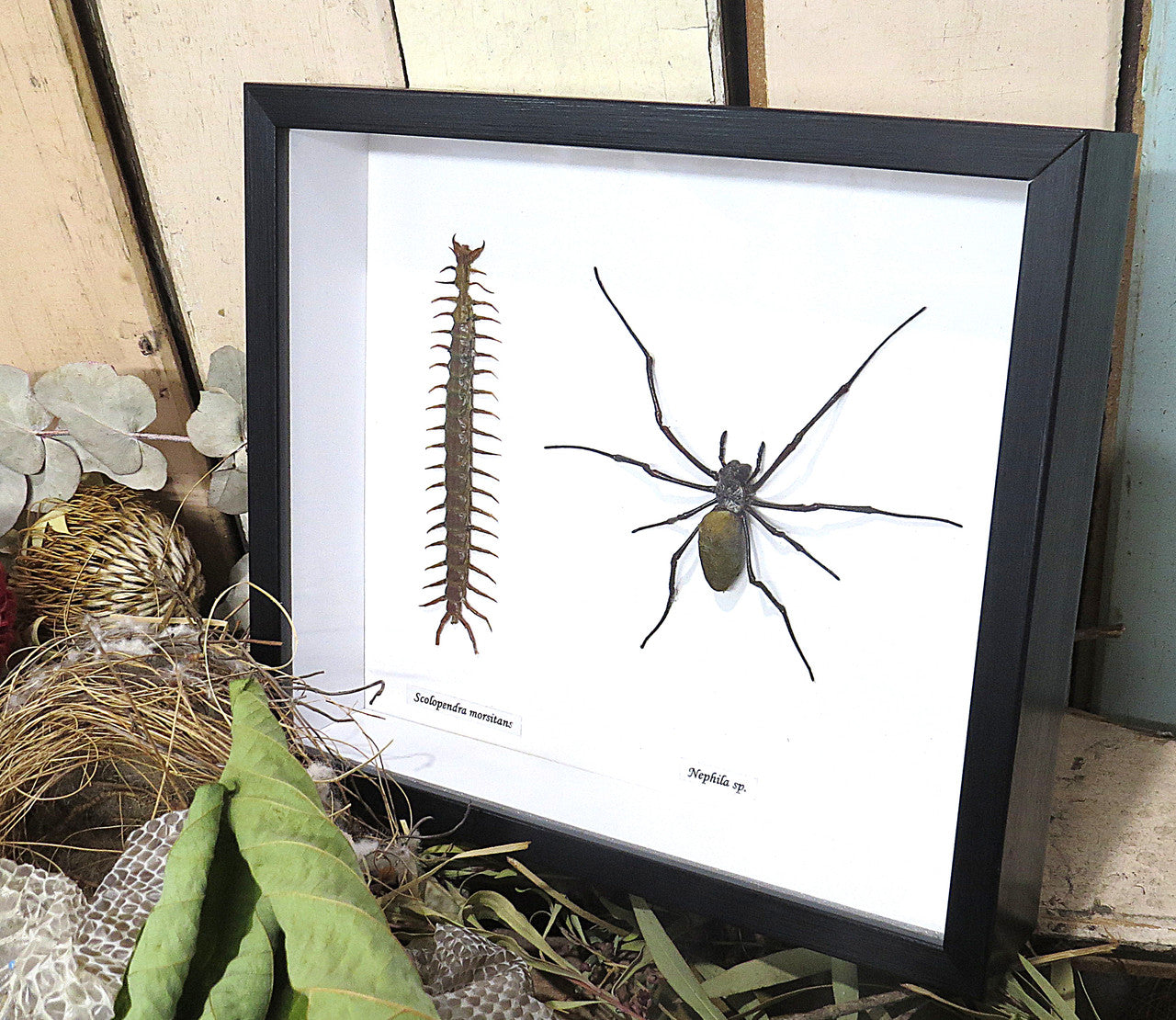 Nephlia spider + centipede