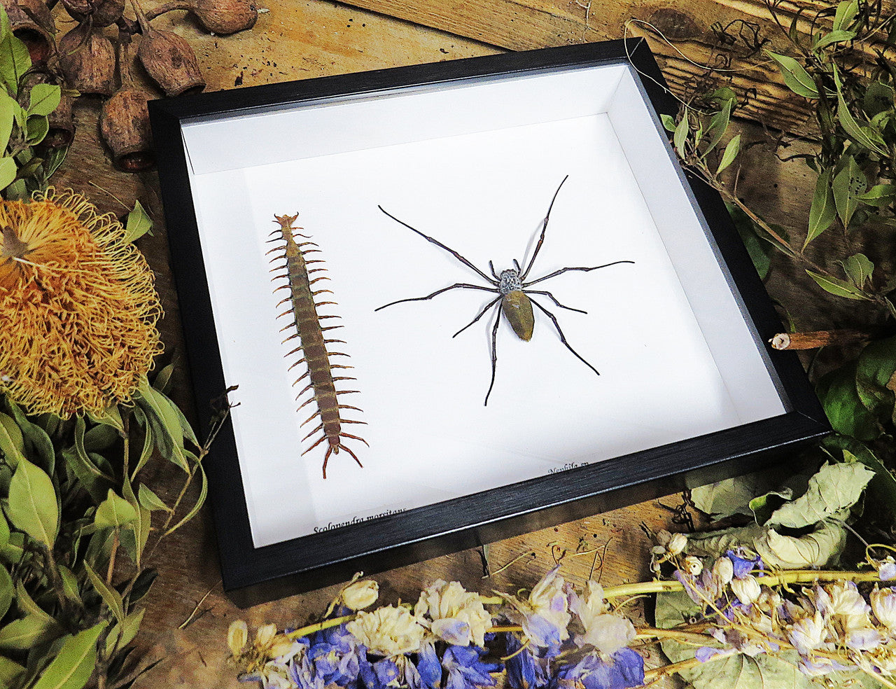 Nephlia spider + centipede