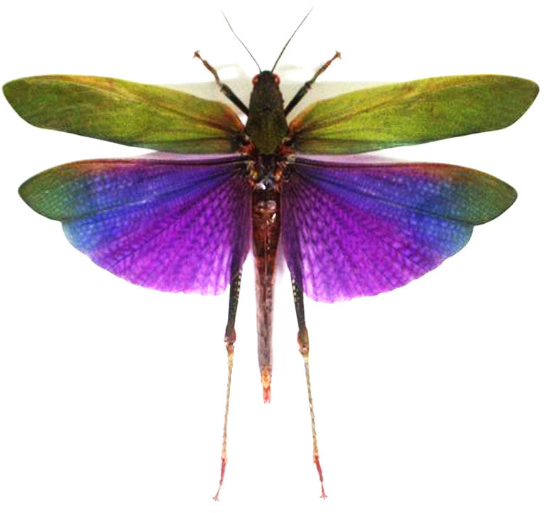 Titanacris albipes
