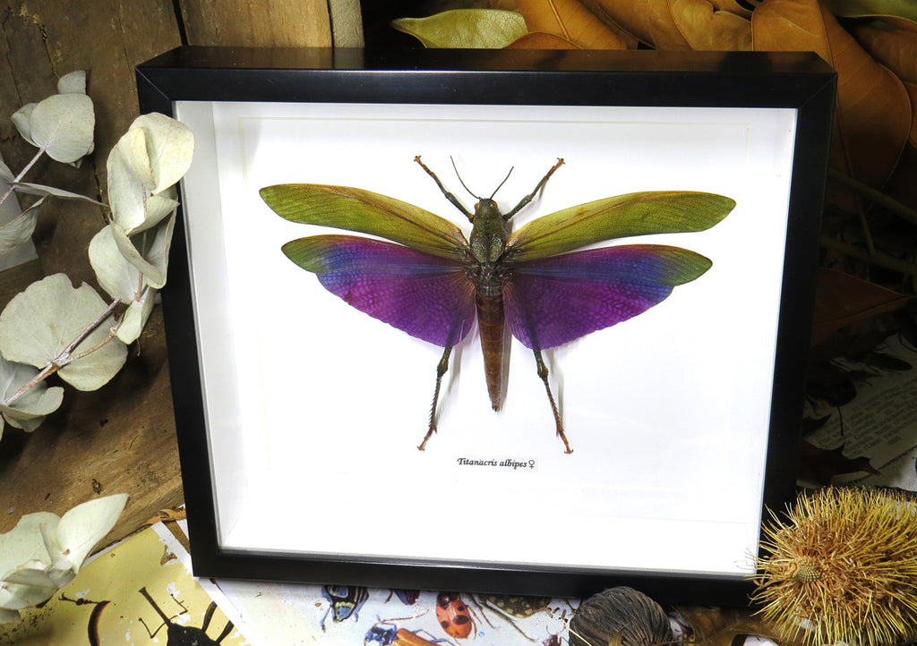 Titanacris albipes