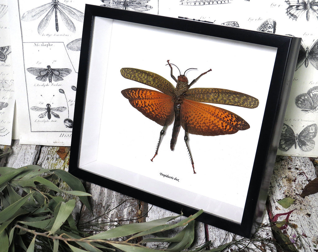 Tropidacris dux