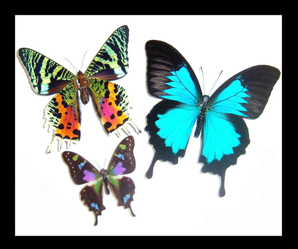 design Bits & Bugs moth for sale blue butterfly lepidopterahome decor interior design 
