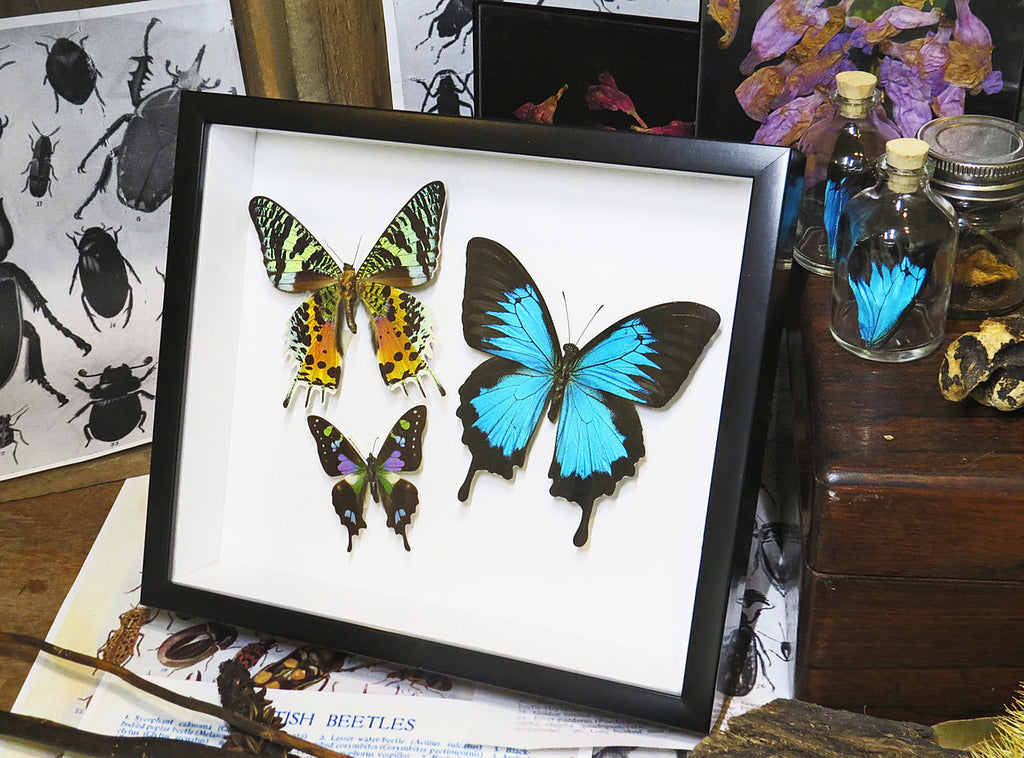 design Bits & Bugs moth for sale blue butterfly lepidopterahome decor interior design 