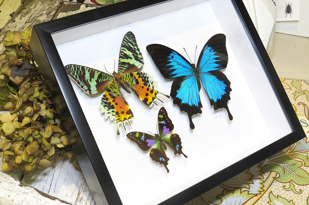 design Bits & Bugs moth for sale blue butterfly lepidopterahome decor interior design 