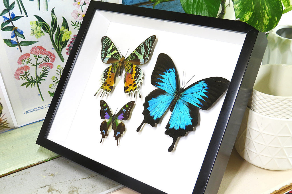design Bits & Bugs moth for sale blue butterfly lepidopterahome decor interior design 