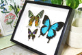 design Bits & Bugs moth for sale blue butterfly lepidopterahome decor interior design 