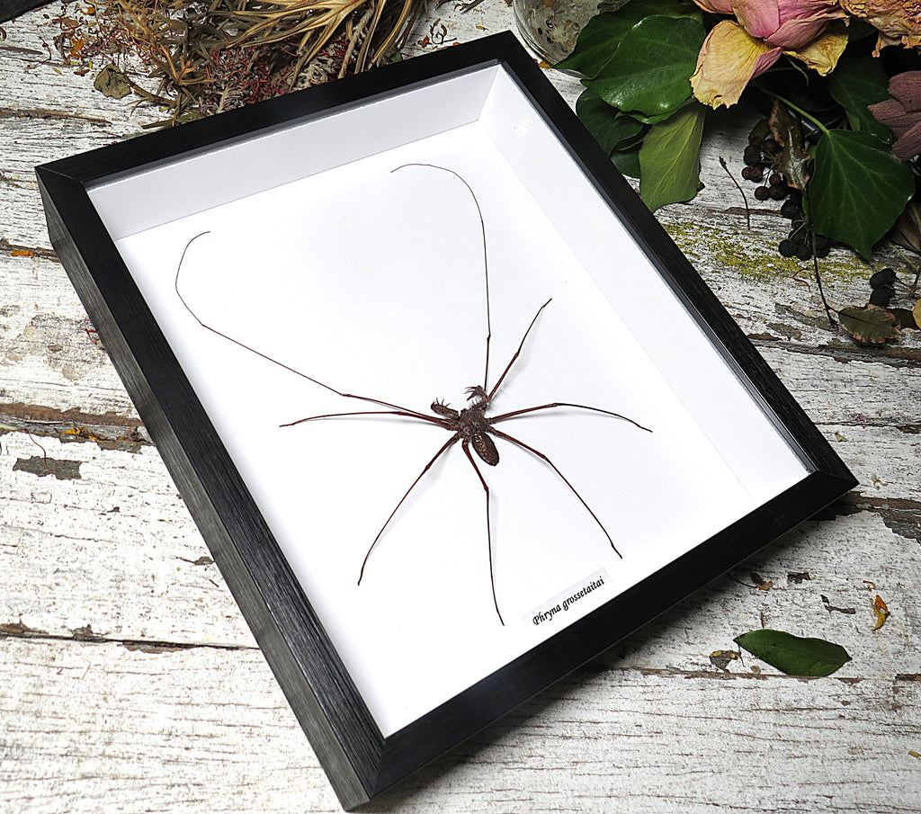 Phryna grossetaitai Spider L