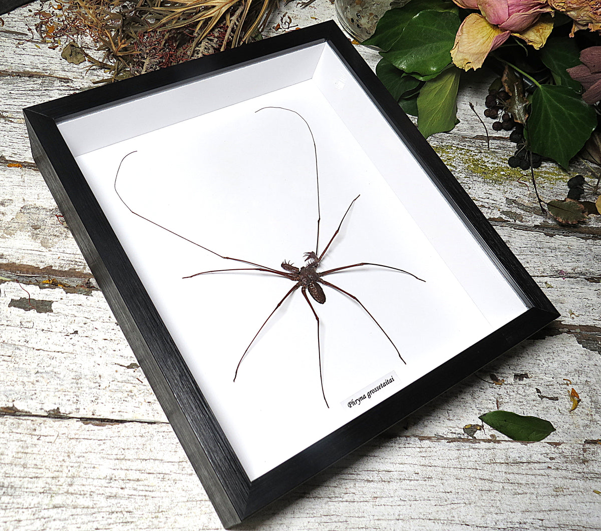 Phryna grossetaitai Spider L