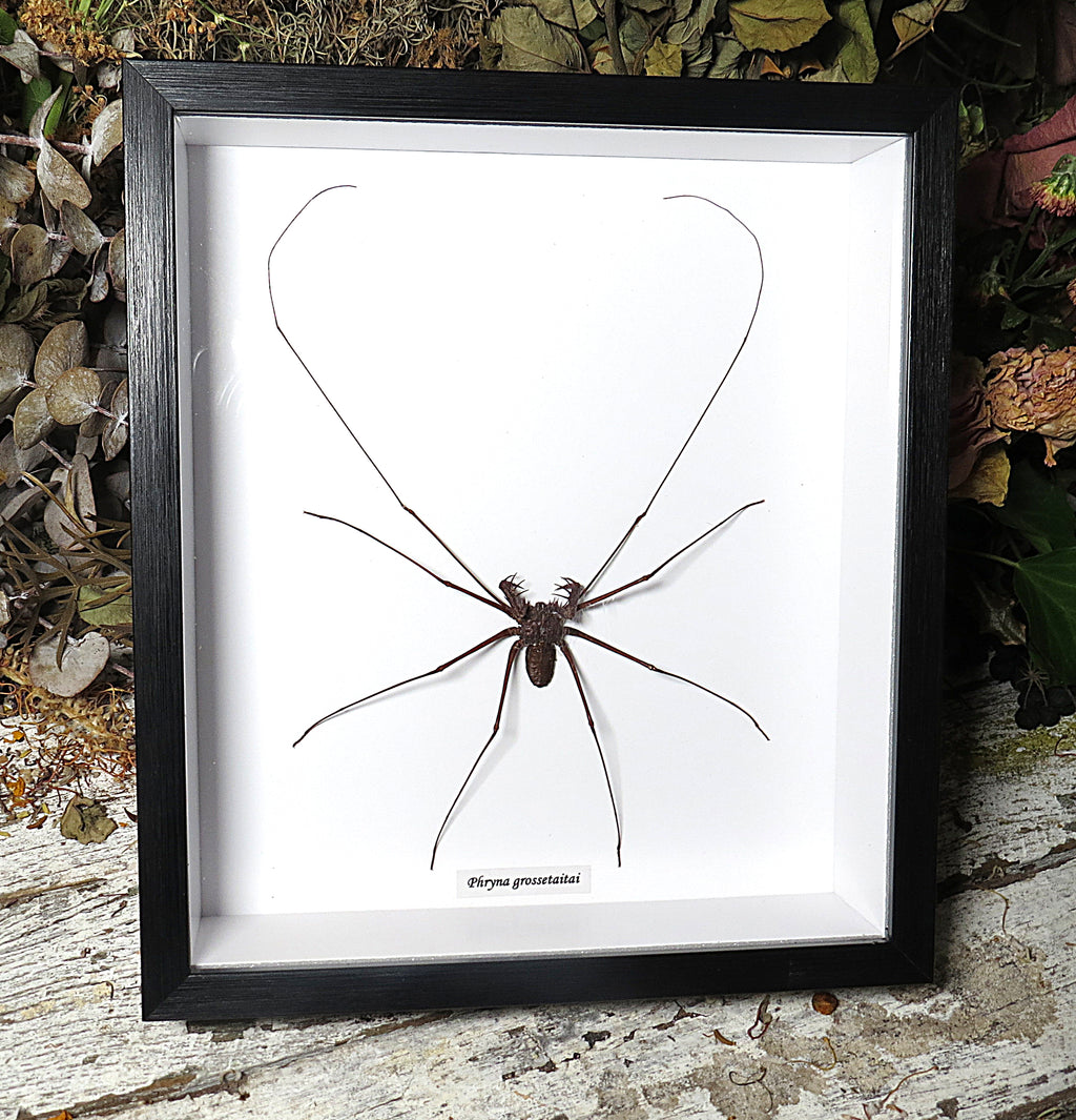Phryna grossetaitai Spider L