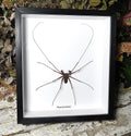 Phryna grossetaitai Spider L