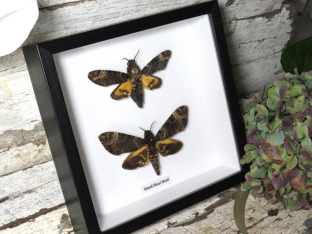 Acherontia lachesis / Acherontia atropos