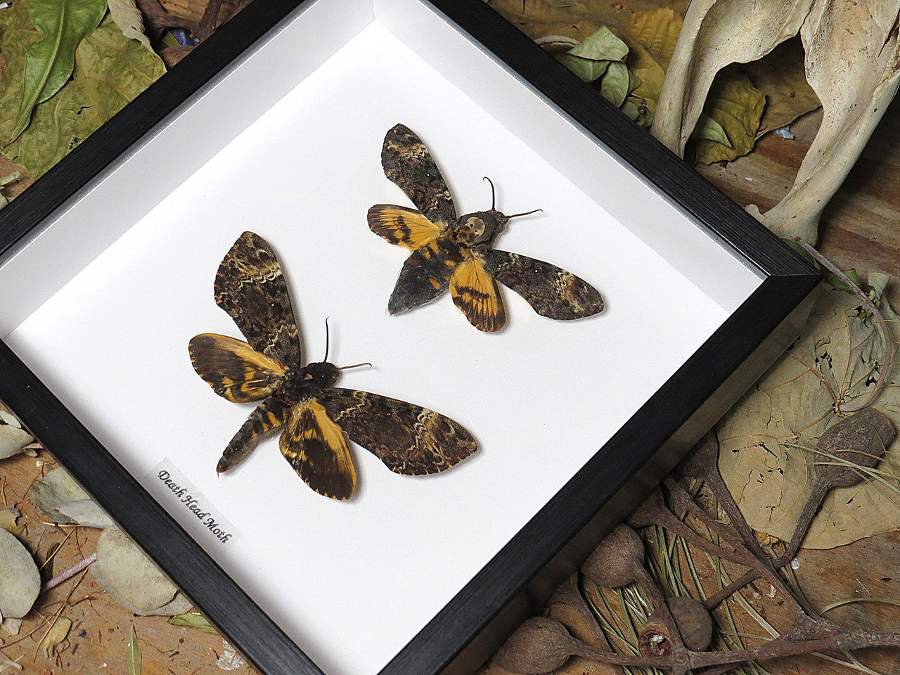 Acherontia lachesis / Acherontia atropos