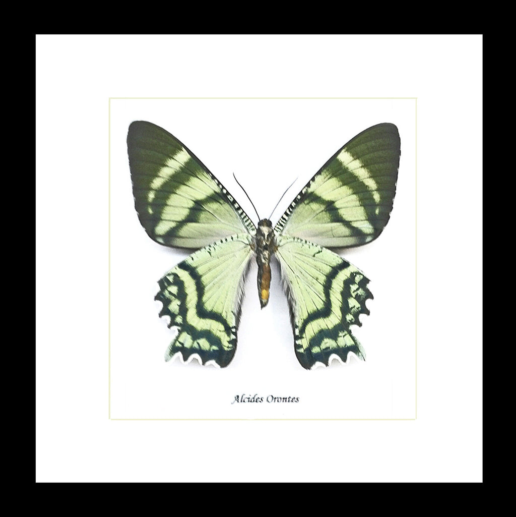 moth for sale blue butterfly lepidoptera Alcides orontes Bits & Bugs 