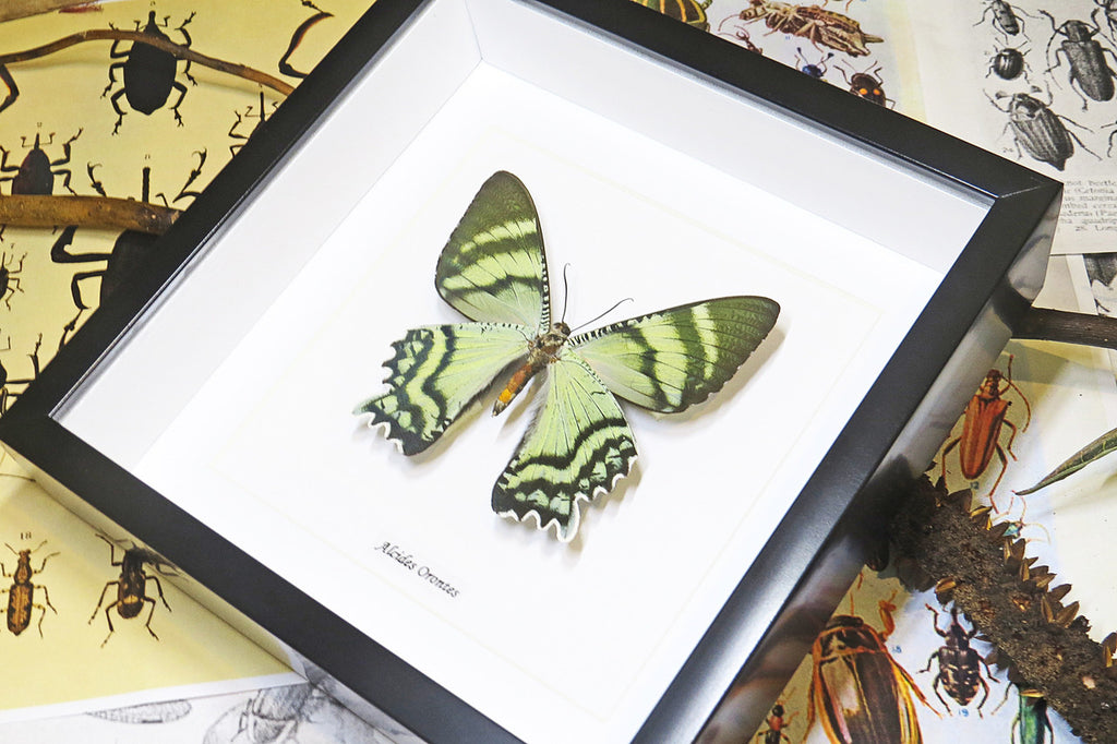 moth for sale blue butterfly lepidoptera Alcides orontes Bits & Bugs 