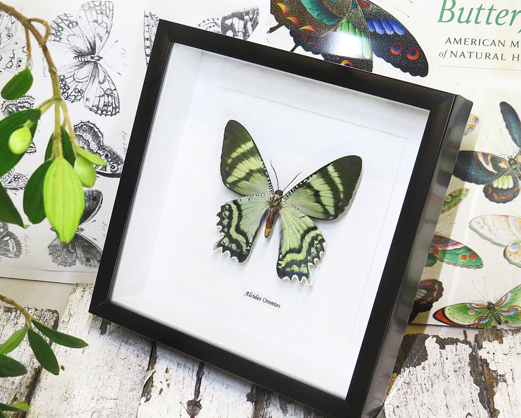 moth for sale blue butterfly lepidoptera Alcides orontes Bits & Bugs 
