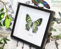 moth for sale blue butterfly lepidoptera Alcides orontes Bits & Bugs 