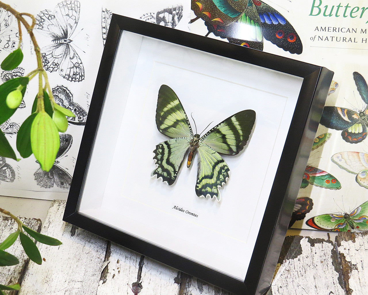 moth for sale blue butterfly lepidoptera Alcides orontes Bits & Bugs 