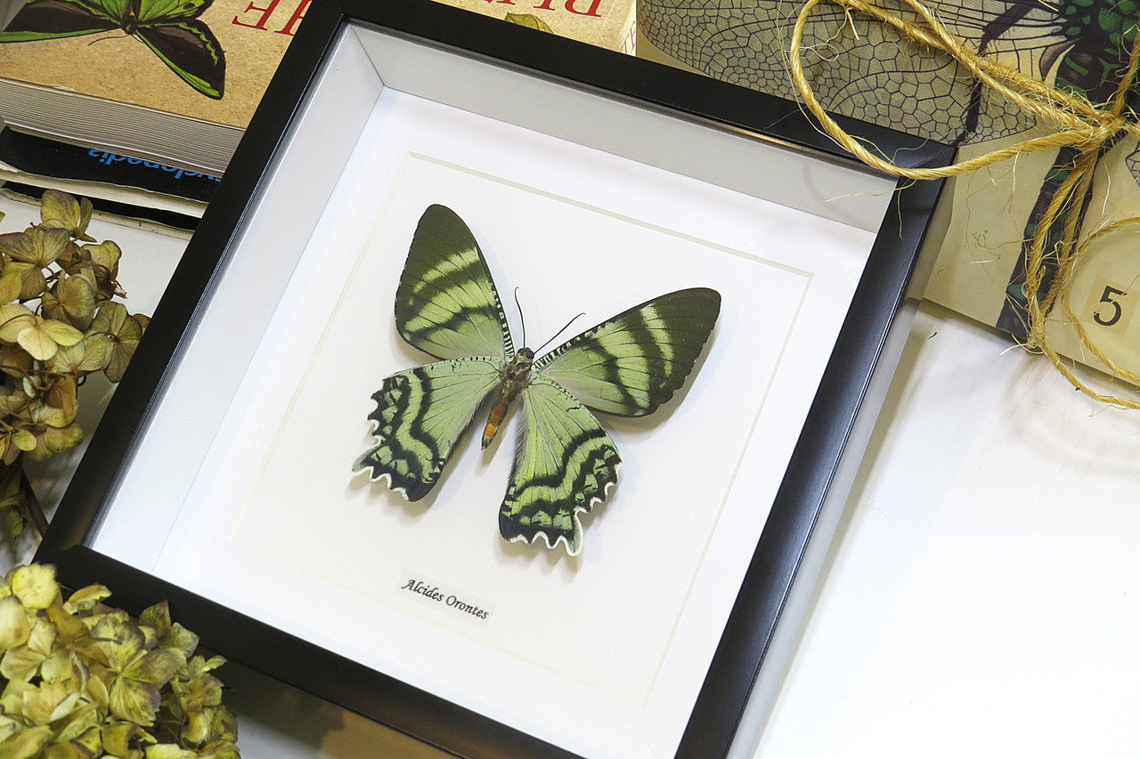 moth for sale blue butterfly lepidoptera Alcides orontes Bits & Bugs 
