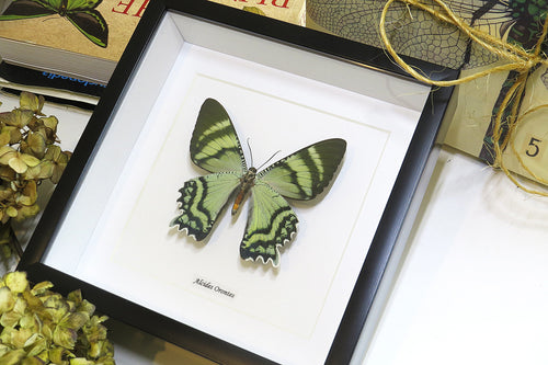 moth for sale blue butterfly lepidoptera Alcides orontes Bits & Bugs 