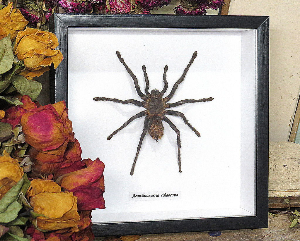 Acanthoscurria chacoana spider