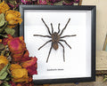 Acanthoscurria chacoana spider