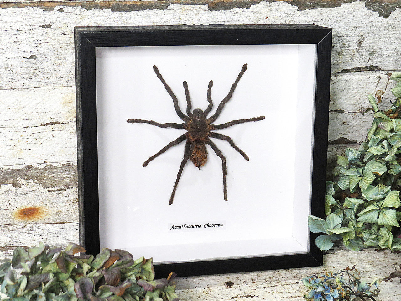 Acanthoscurria chacoana spider
