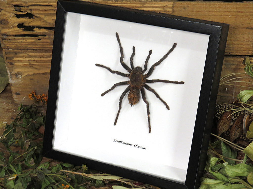 Acanthoscurria chacoana spider