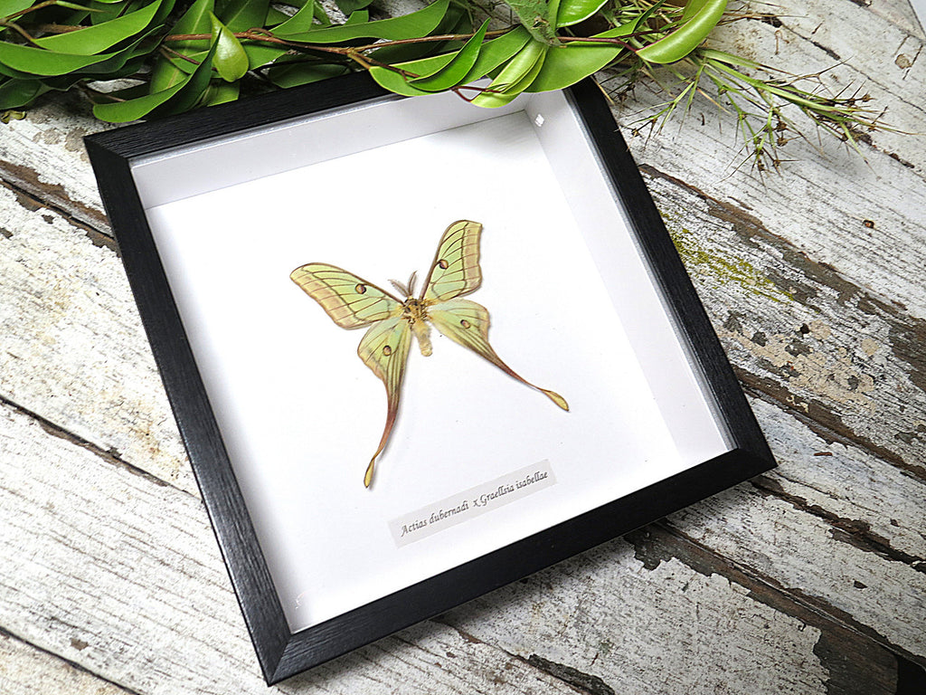 Actias hybrid moth (RARE)