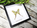 Actias hybrid moth (RARE)