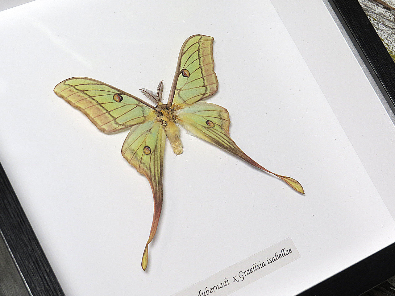 Actias hybrid moth (RARE)