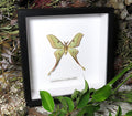 Actias hybrid moth # 1 ( special )