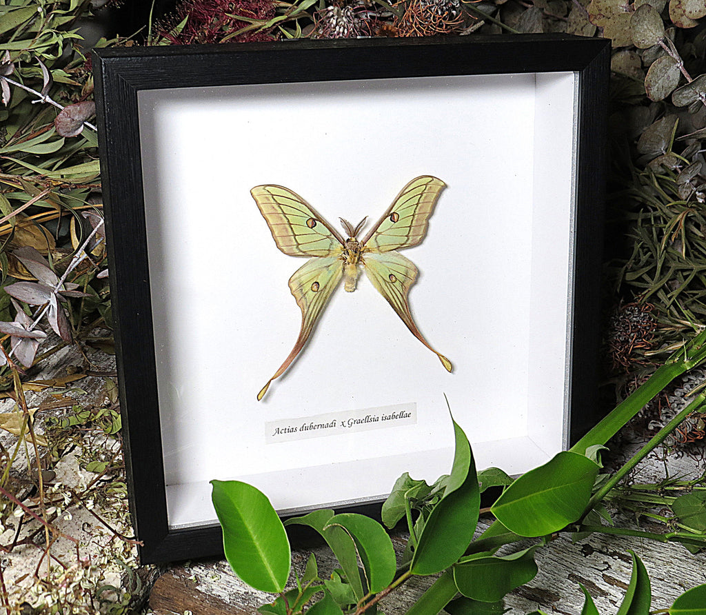 Actias hybrid moth (RARE)
