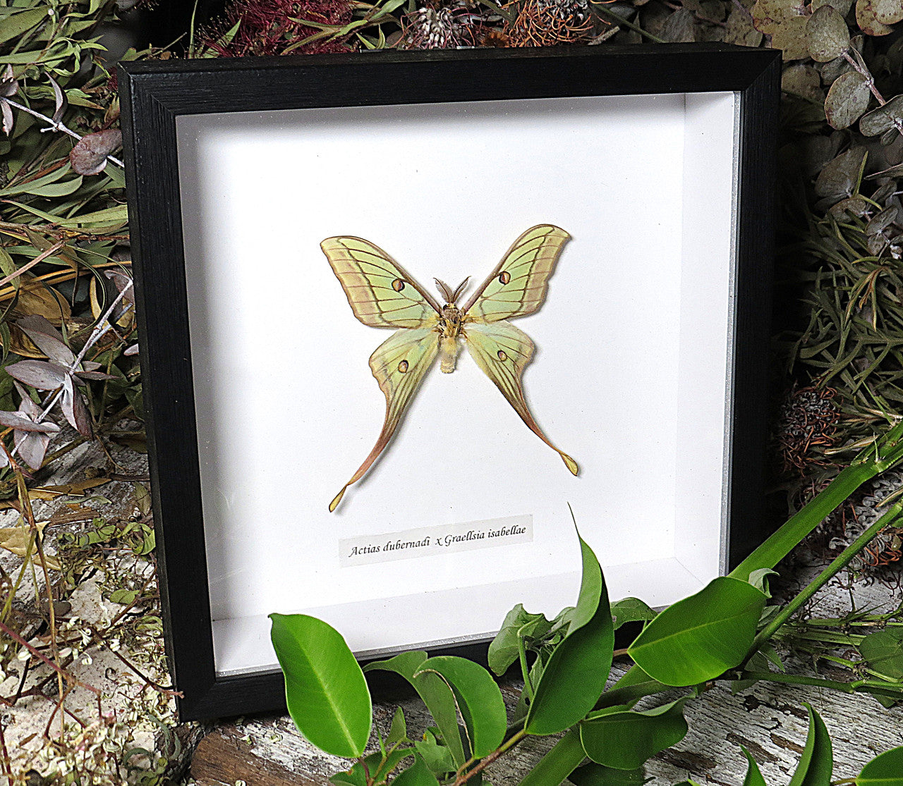 Actias hybrid moth (RARE)