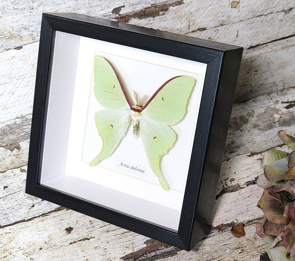 Actias dulcinea 