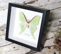 Actias dulcinea 