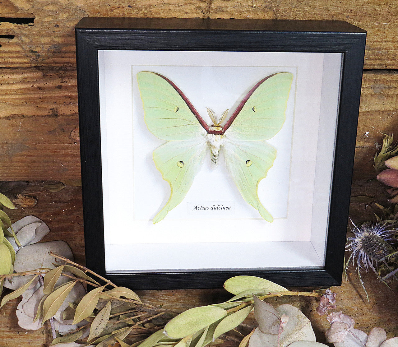 Actias dulcinea 