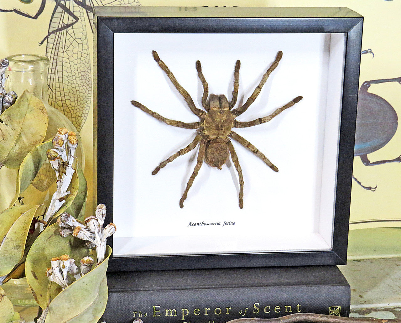 Acanthoscurria ferina # 14 ( special )